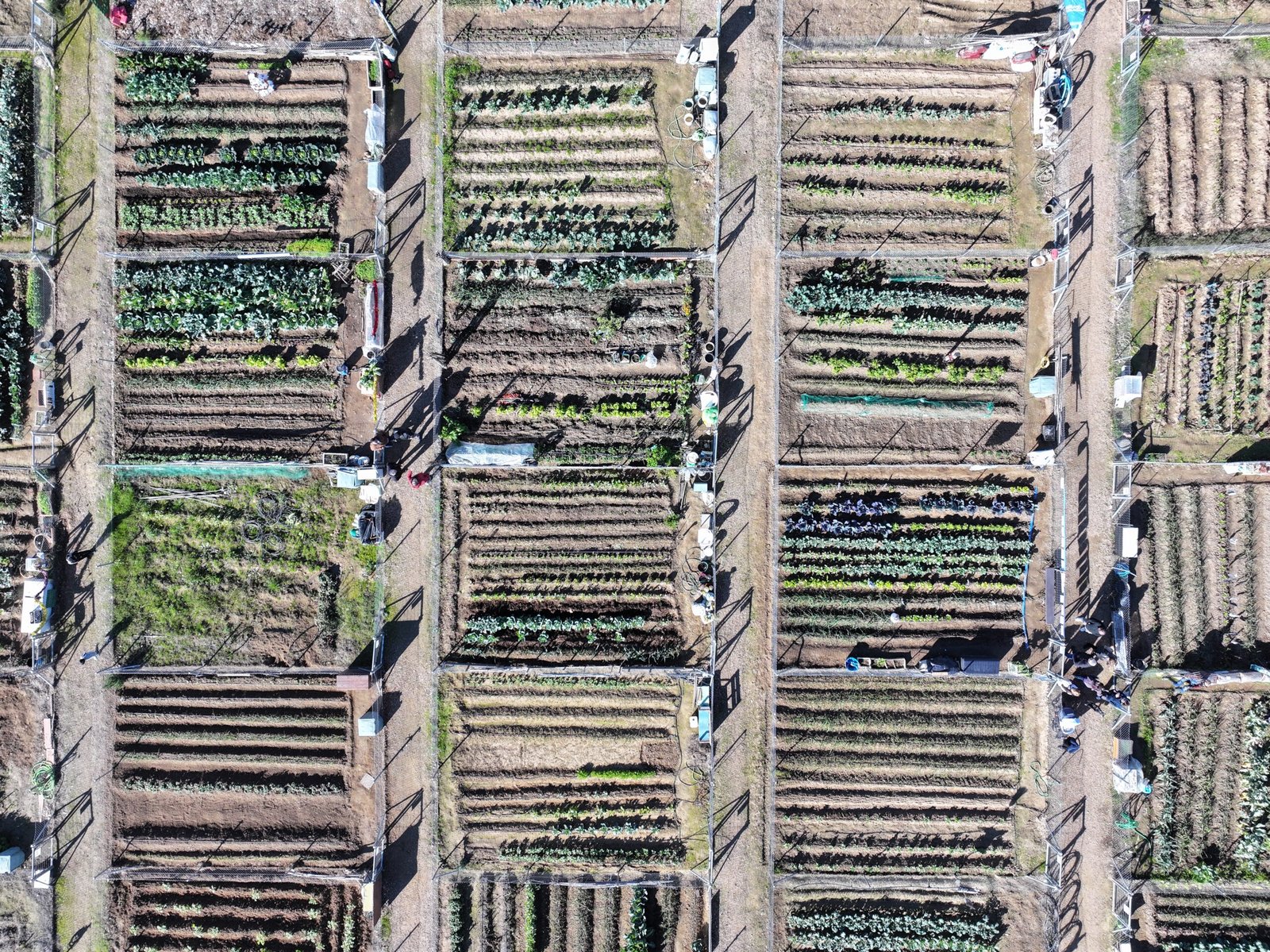 Vista aérea de cultivos en Badajoz